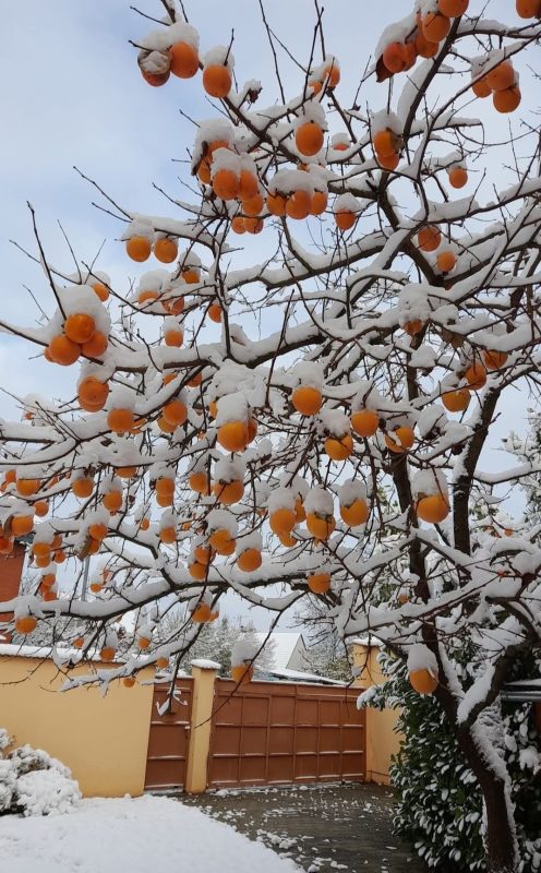 Sadnice Kaki Jabuke (Vanilija)