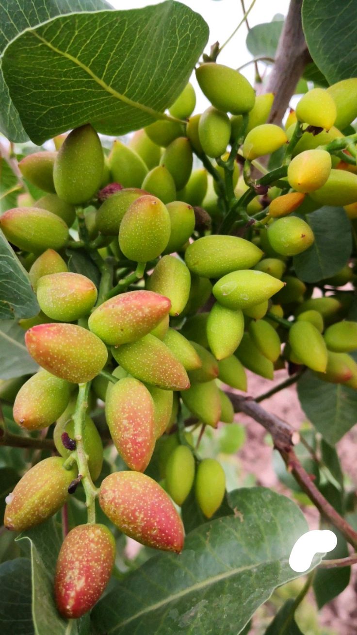 Pistaći