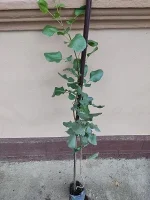 Pistaći