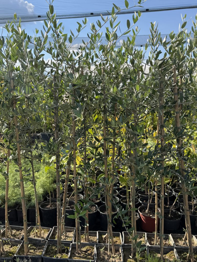 Maslina - Olea Europaea