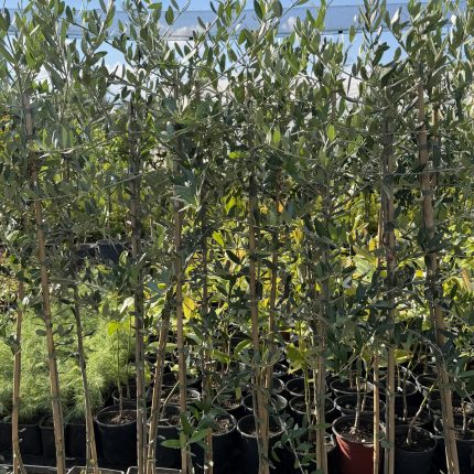 Maslina - Olea Europaea