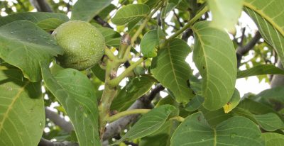 Sadnice Oraha Gazenhajm 139