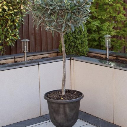 Maslina - Olea Europaea