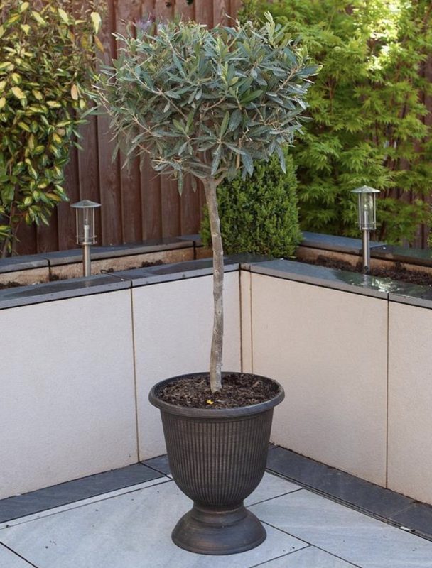 Maslina - Olea Europaea