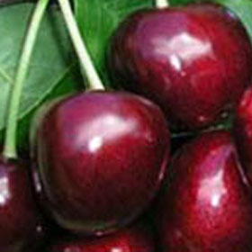 Sadnice Trešnje Karmen