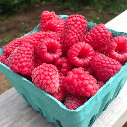 Sadnice Maline Tulamen