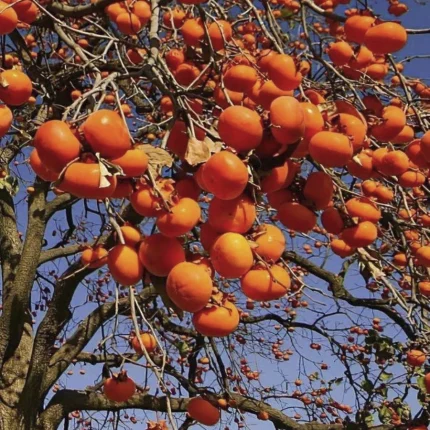 Sadnice Japanske Jabuke Tipo