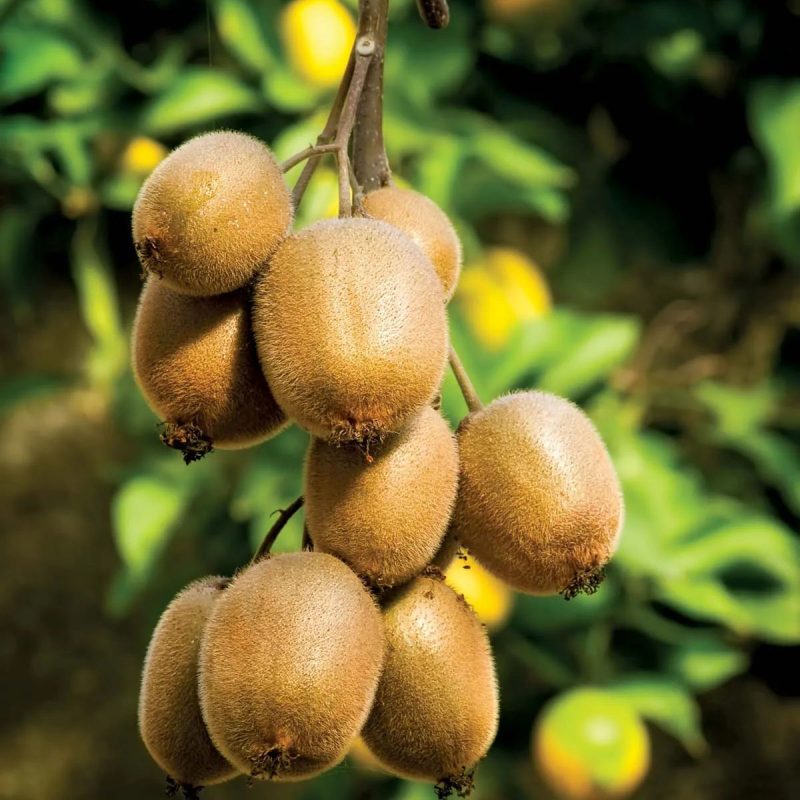 Sadnice Kivija Matua 2+1