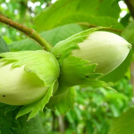 Sadnice Lešnika Istarski Dugi