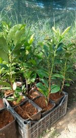 Sadnice Lovor Višnje (Prunus laurocerasus)