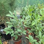 Sadnice Lovor Višnje (Prunus laurocerasus)