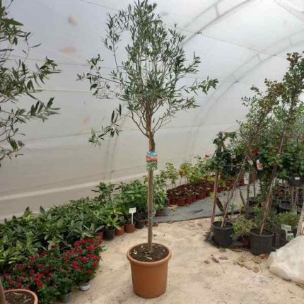 Maslina - Olea Europaea