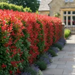 Sadnice Fotinije Red Robin