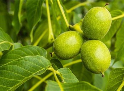 Sadnice Oraha Gazenhajm 139