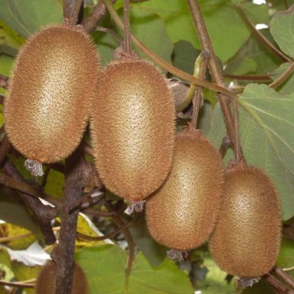 Kivi Sadnice Hayward 2+1