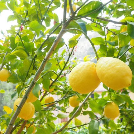 Sadnice Limun Mesečar