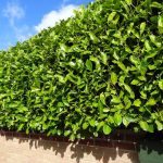 Sadnice Lovor Višnje (Prunus laurocerasus)