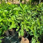 Sadnice Lovor Višnje (Prunus laurocerasus)