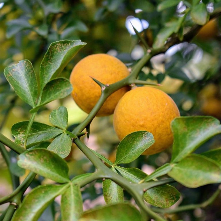 Sibirski Limun