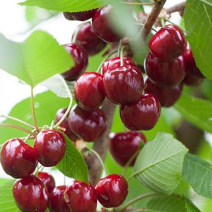 Sadnice Trešnje Burlat