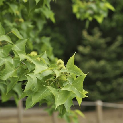Platan (Javorolisni Platan)