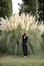 Pampas Trava