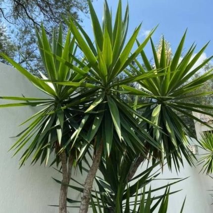 Juka (Yucca) - Sadnica U Saksiji