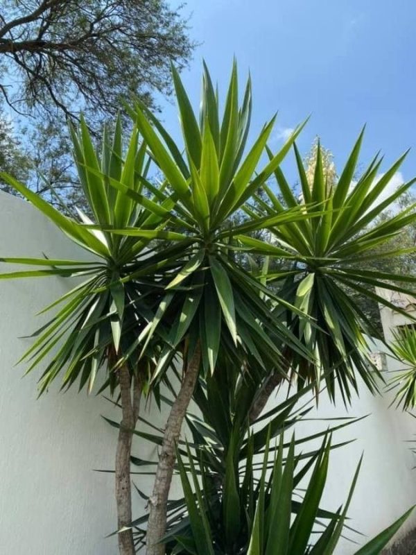 Juka (Yucca) - Sadnica U Saksiji
