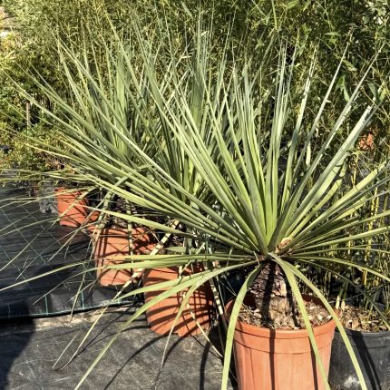 Juka (Yucca) - Sadnica U Saksiji