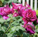 Ruža stablašica - Big Purple