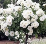 Ruza stablašica Edelvajs