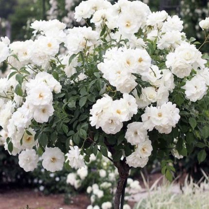 Ruza stablašica Edelvajs