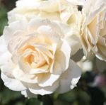 Ruza stablašica Edelvajs