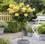 Ruža stablašica - Landora