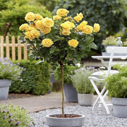 Ruža stablašica - Landora