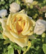 Ruža stablašica - Landora