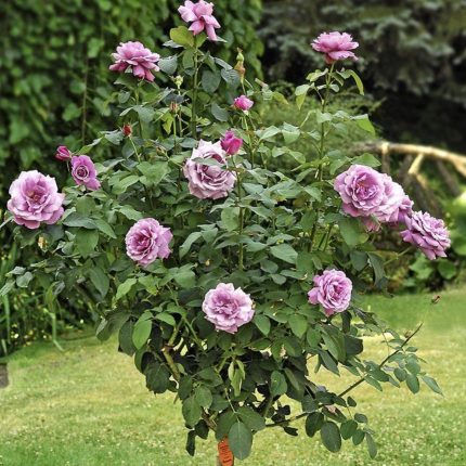 Ruža stablašica - Šarl de Gol