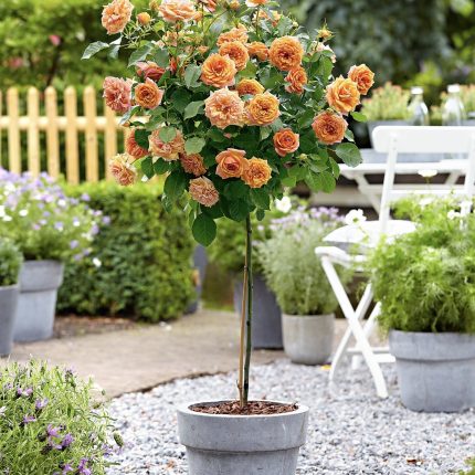 Ruža stablašica - Oranž Juvel