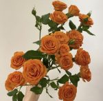 Ruža stablašica - Oranž Juvel