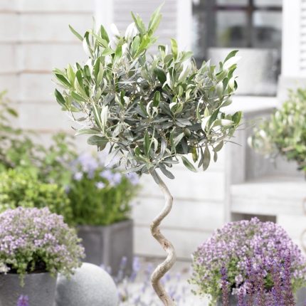 Maslina Spiralnog Stabla