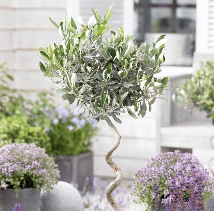 Maslina Spiralnog Stabla