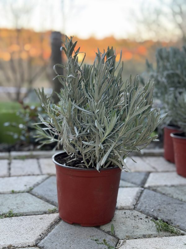 Lavanda - Lavandula Angustifolia