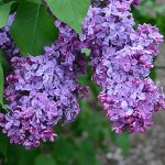 Ljubičasti Jorgovan