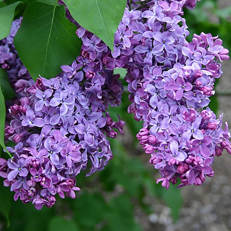 Ljubičasti Jorgovan