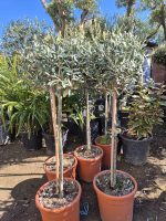 Maslina - Olea Europaea