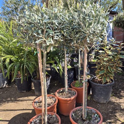 Maslina - Olea Europaea