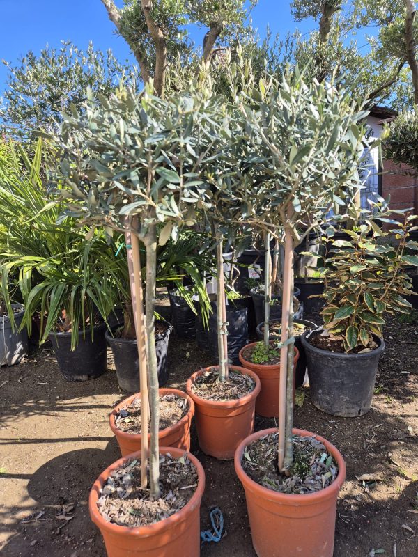 Maslina - Olea Europaea