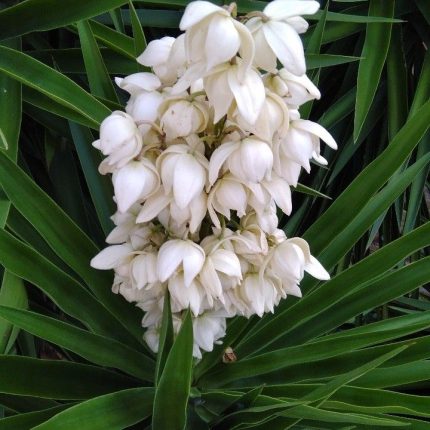 Juka (Yucca) - Sadnica U Saksiji