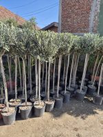 Maslina - Olea Europaea