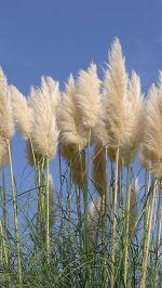 Pampas Trava
